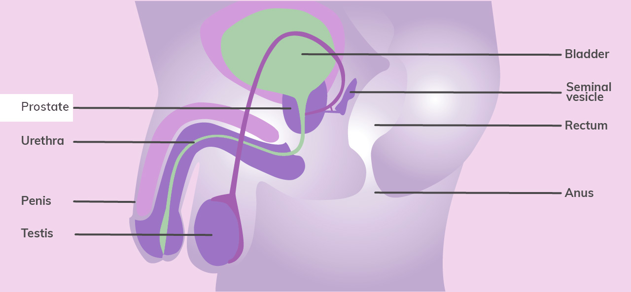 internal diagram of male reproductive system